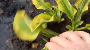 #хоста #ГолденТиара / Хоста Голден Тиара ( лат. hosta Golden Tiara) в дизайне клумбы