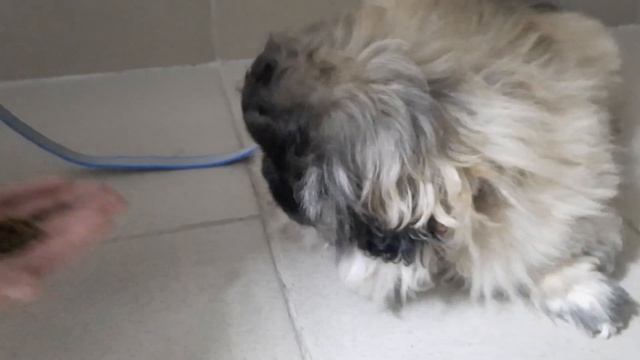 ПЕКИНЕС ДЕНДИК ПОПЫТКА ВЫЙТИ В ПОДЪЕЗД #сергейтелков #pekingese #пекинес смотреть онлайн