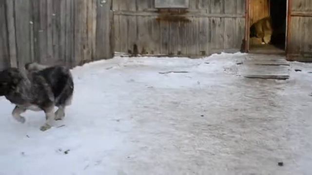 Питомник кавказских овчарок "Русская Провинция"