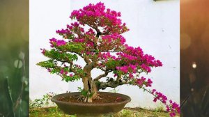 Bougainvillea bonsai exotic collection / Bougainvillea in different colour and shapes.