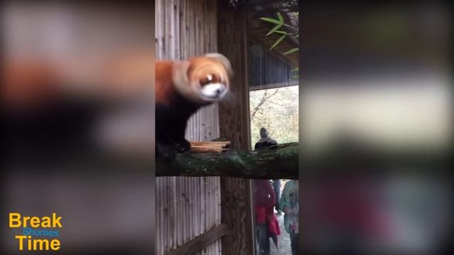 Sweet Adorable Precious Red Panda - The Cutest Red Panda Ever смотреть онлайн