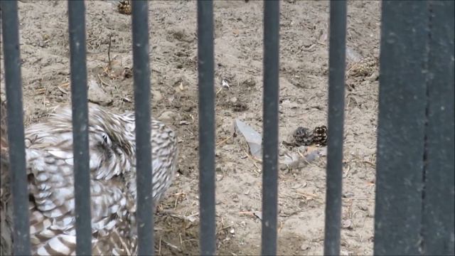 Длиннохвостая неясыть. Одна у другой отобрала еду 28.07.2023