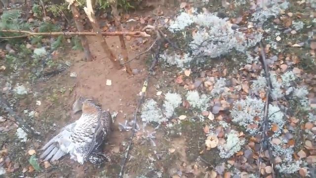 Проверка петель на глухаря и рябчика смотреть онлайн