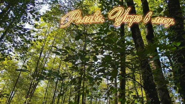 Утро в лесу. Лето. Хорошее начало дня. Музыка для настроения смотреть онлайн