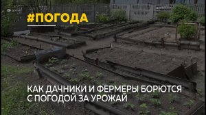 Алтайские фермеры и дачники борются с погодой за урожай