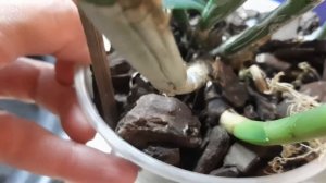 Черные пятна на Каттлее. Мой способ борьбы.