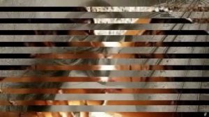 Две вечных подруги - любовь и разлука...