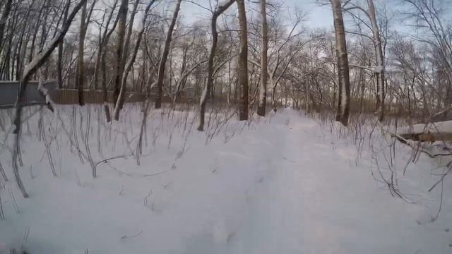 О породе Аргентинский Дог ☼