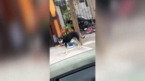 ПРИКОЛЫ С ЖИВОТНЫМИ #15