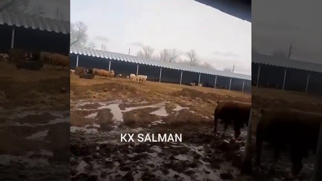 Продажа крупно-рогатого скота быки породы герефорд, ангус , аулиеколь, белоголовые смотреть онлайн