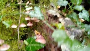 Опята! Тихая охота#грибывсочи#лоо2022#октябрь