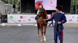 Золото донских степей: эту породу лошадей мы рискуем скоро потерять.