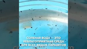 Хозяюшкам в копилку?