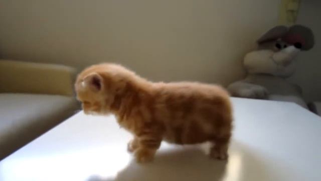 Маленький котёнок испугался одиночества и жалобно мяукает Котёнка бросили одного Прикол смотреть онлайн