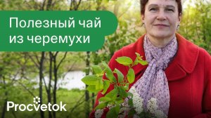 УКРЕПЛЯЕТ ЖЕЛУДОК И ЛЕЧИТ ЕГО РАССТРОЙСТВО! Готовим полезный чай из черемухи