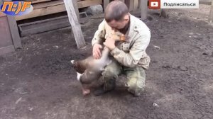 Ручной гусь )))