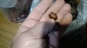 как выглядят различные плоды и семена пальм