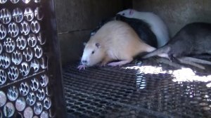 НУТРИИ ПОБЕГ ИЗ КЛЕТКИ  как поймать легко и просто