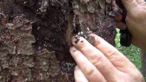 Короеды умеют петь