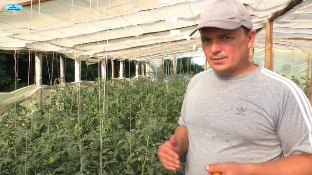 Почему томаты краснеют раньше времени? смотреть онлайн