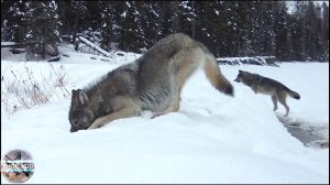 Жизнь волков. Волки катаются по снегу на бобровой плотине