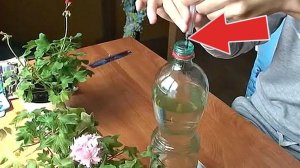 Подкармливайте домашнюю герань только этим удобрением! Как и чем подкармливать герань?