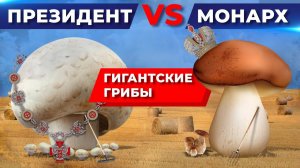 Где растут гигантские грибы?