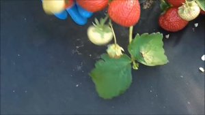 СЕНСАЦИЯ ! Сладкий, крупный, урожайный сорт клубники в нашем питомнике... / 12.06.19.