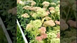 Очиток видный. Эффектный сентябрьский цветник