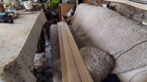 Павловния. Обзор древесины, годовалых саженцев, рассады