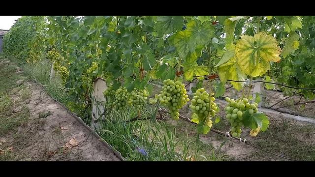 Виноградник на 9  08 22  Когда вызреет виноград ?