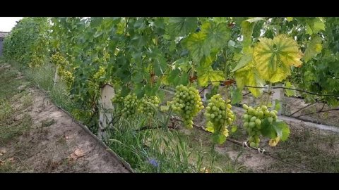 Виноградник на 9 08 22 Когда вызреет виноград ?