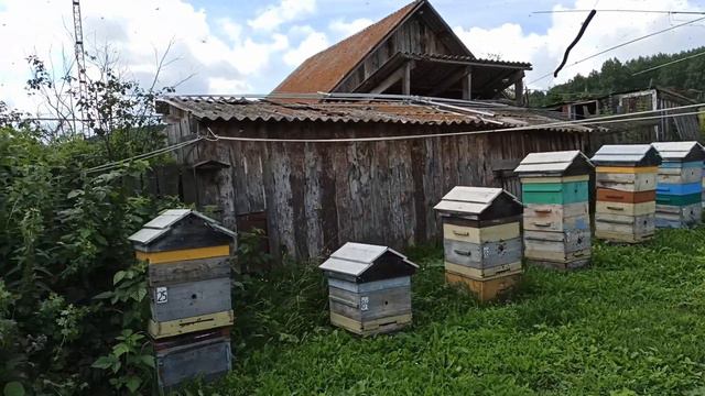 Детальный обзор стационарной пасеки в Красном Заводе, 26 июля, Пасека Старчевских смотреть онлайн