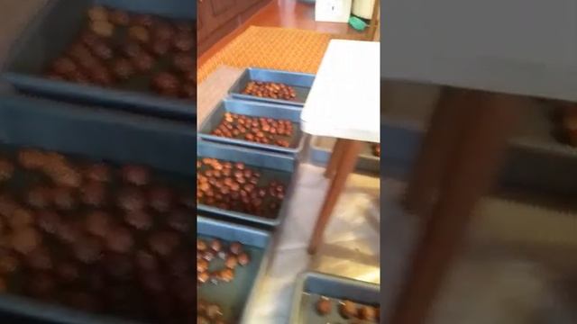 весеннее проращивание плодов грецкого ореха смотреть онлайн