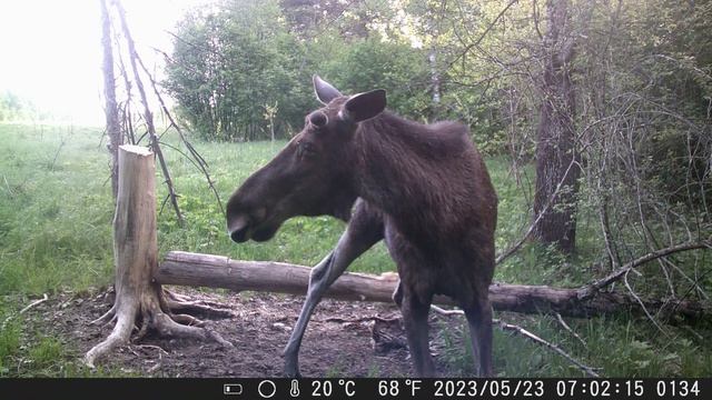 Лось в ЛЕСУ смотреть онлайн