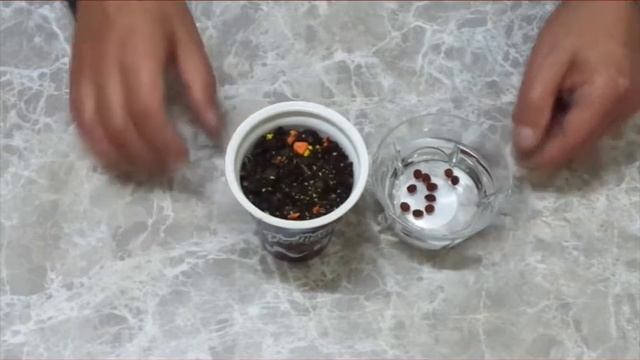 Bonsai ağacı yapımı için Keçiboynuzu (Ceratonia siliqua) baklası çekirdekleri nasıl çimlendirilir ? смотреть онлайн