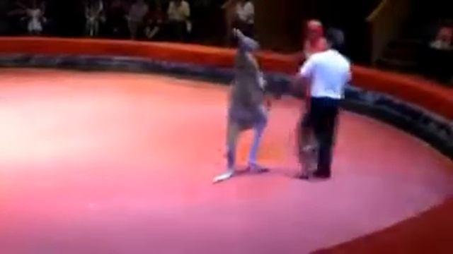 Джиу-джитсу . Дзюдзюцу яп. 柔術 . 