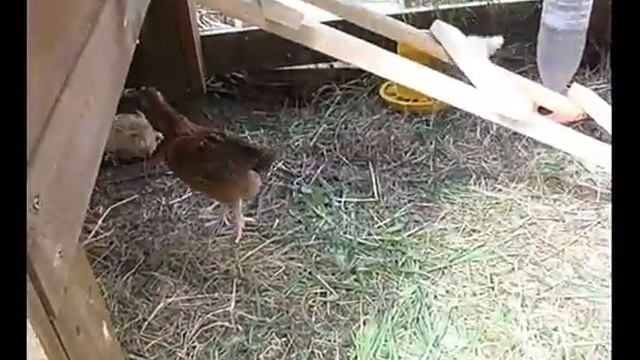 Венгерский великан 24 дня смотреть онлайн