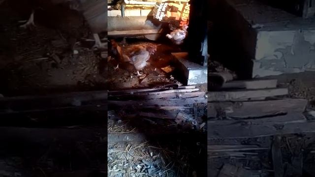 Новые куры и легорные живут вместе. смотреть онлайн