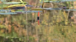 Ловля крупного карася на реке Старая кубань! Жирные караси ломают спиннинги! Рыбалка в декабре