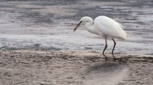Весна.  Большая белая цапля