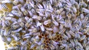 пчеломатка Карника,сочетание Тройзек 07 х Вароатолеранц