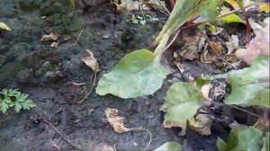 Уборка столовой свеклы  Вырываю бурак