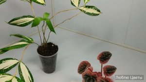 Новые растения в коллекции - Драцена суркулоза Млечный путь, Пеперомия сморщенная Абрикос