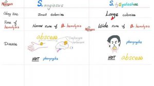 Streptococcus anginous vs Streptococcus dysgalactiae | Microbiology 🧫 & Infectious Diseases