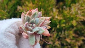 Echeveria Echo