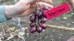 Виноград Купидон и Мустанг  на прививке 2022 года!