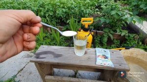 23. Подкормка борной кислотой томатов. Чеснок . Колорадский жук не пройдет.