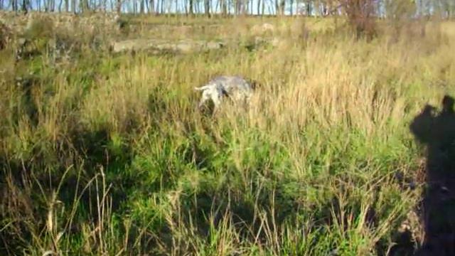 Курцхаар Лоренса подача смотреть онлайн