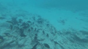 Мальдивы 2021 reethi faru resort